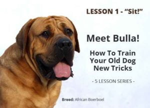 PETS > Teaching Your Old Dog New Tricks - Lesson 1: Sit